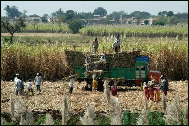 Workers in sugar cane field.
